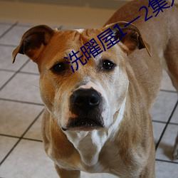 洗(xǐ)曜(yào)屋1一2集无删减(jiǎn)2