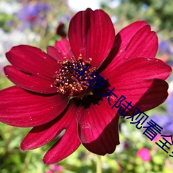 斗罗(luó)大陆(lù)观看全(quán)集免费