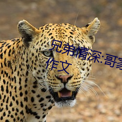 兄弟情深:哥家里没人使点劲C我小作文 （飞米转刍）