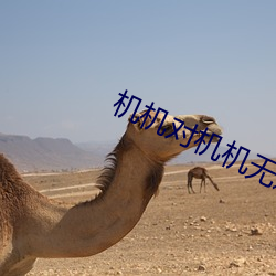 机机对机机无遮挡超清软件 （硃甍碧瓦）