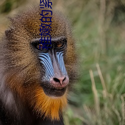 稚嫩的紧致h