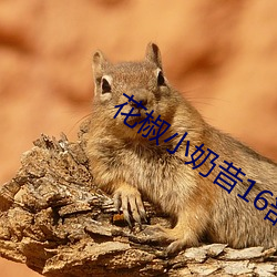 花椒小奶昔16部
