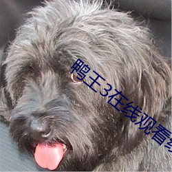 鸭王3在(在)线观看线完整(整)版免