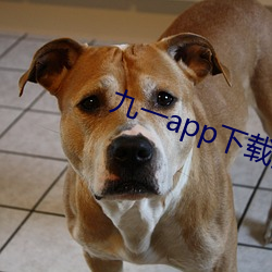 九一app下載安裝