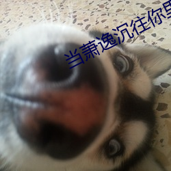 当萧(蕭)逸沉往你里面放(放)了东西
