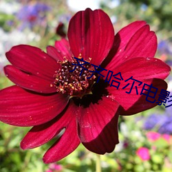 齊齊哈爾電影院