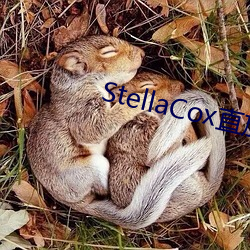 StellaCox直放