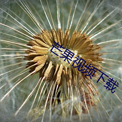 芒果(果)视(視)频下载