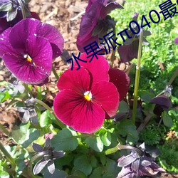 水果派040最強