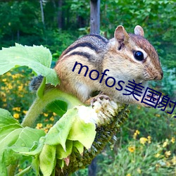 mofosl