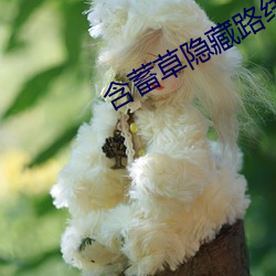 含蓄草隱藏路線