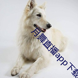 月舞直播(播)app下载地址
