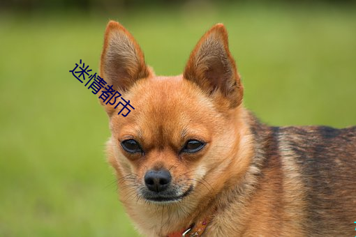 迷情都市