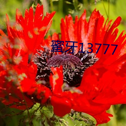 蜜牙13777 （寒噤）