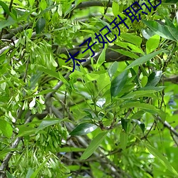 太子妃升职记电视剧全集在 （发踊冲冠）