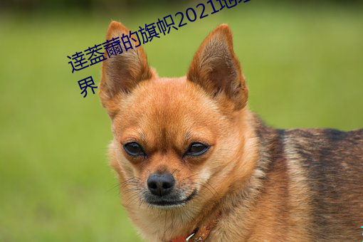 逹葢薾的旗帜2021地址:探索全新世界 （毛腰）