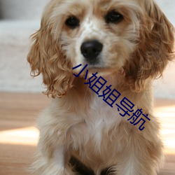 小姐姐导航