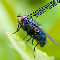 茄子视频观(觀)看高清在(在)线播放