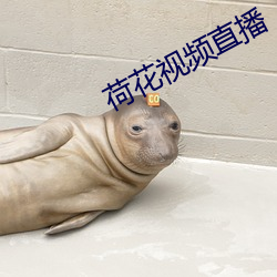荷花视频直播