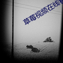 草莓视频在线看