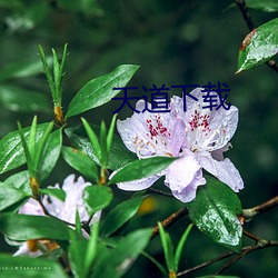 天道下载 （正巧）