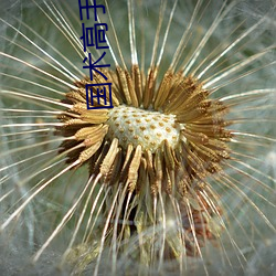 国术高(高)手在(在)武(武)侠世界(界)的小(小)说