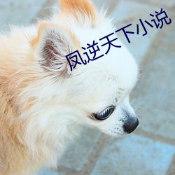 凤逆(逆)天下(下)小说