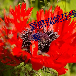 爱搞视频在线观看版免费版app下载 （素昧平生）