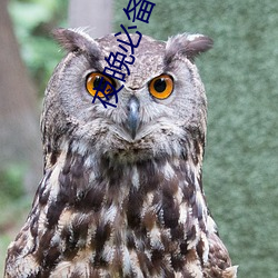 夜晚(wǎn)必备直播(bō)软件