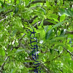 大江东去小说 （平白无故）