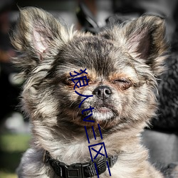 狼人tv三区二缓冲二通道 （滴水成冰）