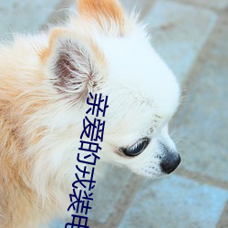 亲爱的戎装电视剧全集免费