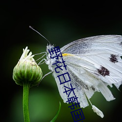 野花日本韓國大全免費觀看6