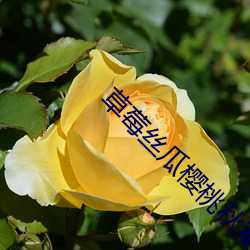 草莓丝(sī)瓜樱桃秋葵绿(lǜ)巨人最