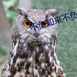 不負如來不負卿