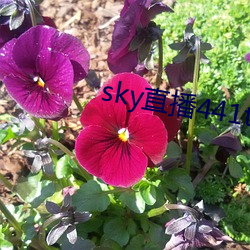 skyֱ(b)441tv11