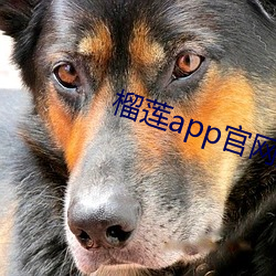 榴莲app官(guān)网入口