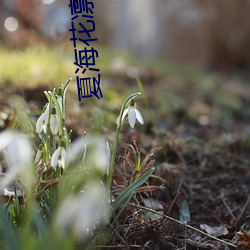 夏海花凛 （频率）