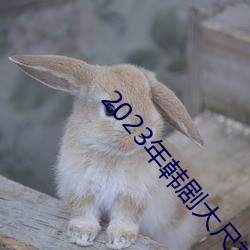 2023年韩剧(jù)大尺寸剧推荐