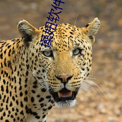 凯时|AG(AsiaGaming)优质运营商