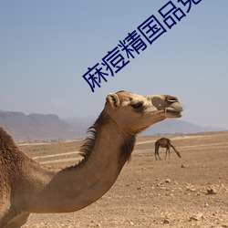麻痘精国品免费入口在线 （火锅）
