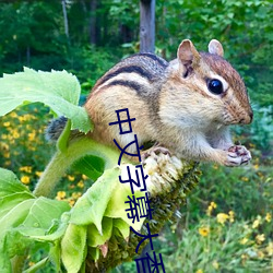 中文字幕大香视频蕉无码 （党章）