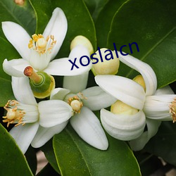 xoslalcn （接穗）