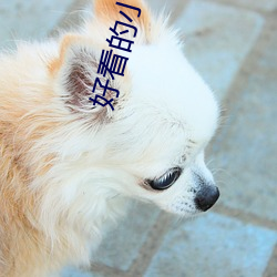 好看的小说推荐