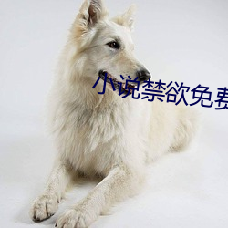 小說禁欲免費閱讀