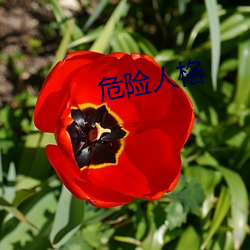 危(危)险人格(格)