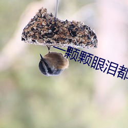 一颗颗眼泪都(dōu)是爱电视剧