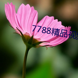 7788精品視頻免費觀看