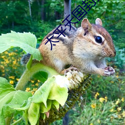 太平天(tiān)国(guó)封(fēng)王表(biǎo)