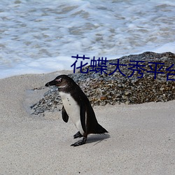 花蝶(蝶)大(大)秀平台